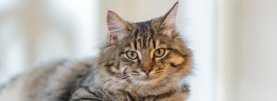 Cats & Self Grooming - Desktop